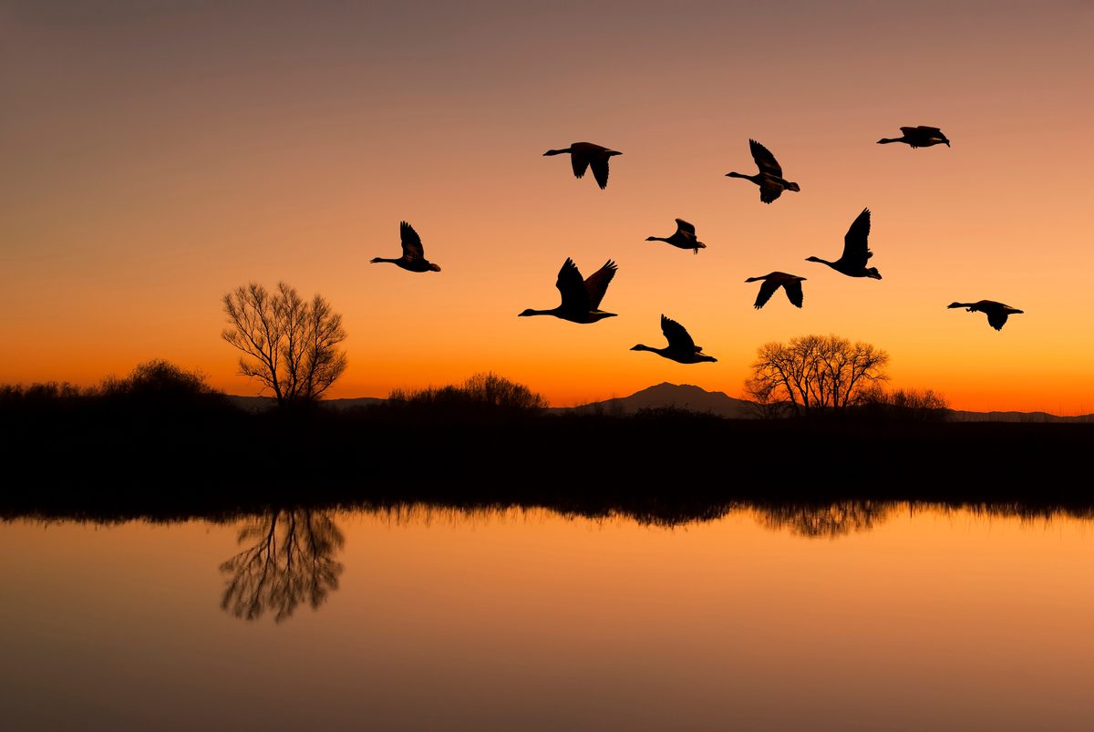 The Ultimate Guide to Rescuing Those Tricky Dappled Shade Bird Shots