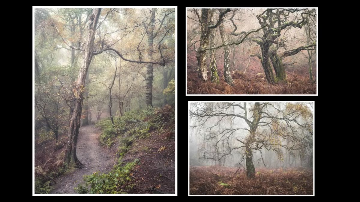 Tone curve panel open with an S-curve applied to a landscape image