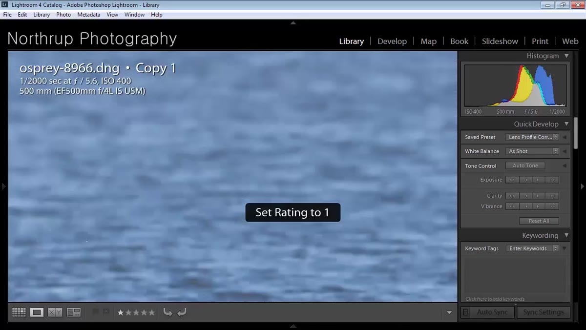 Zoomed-in view of osprey shot checking for sharpness
