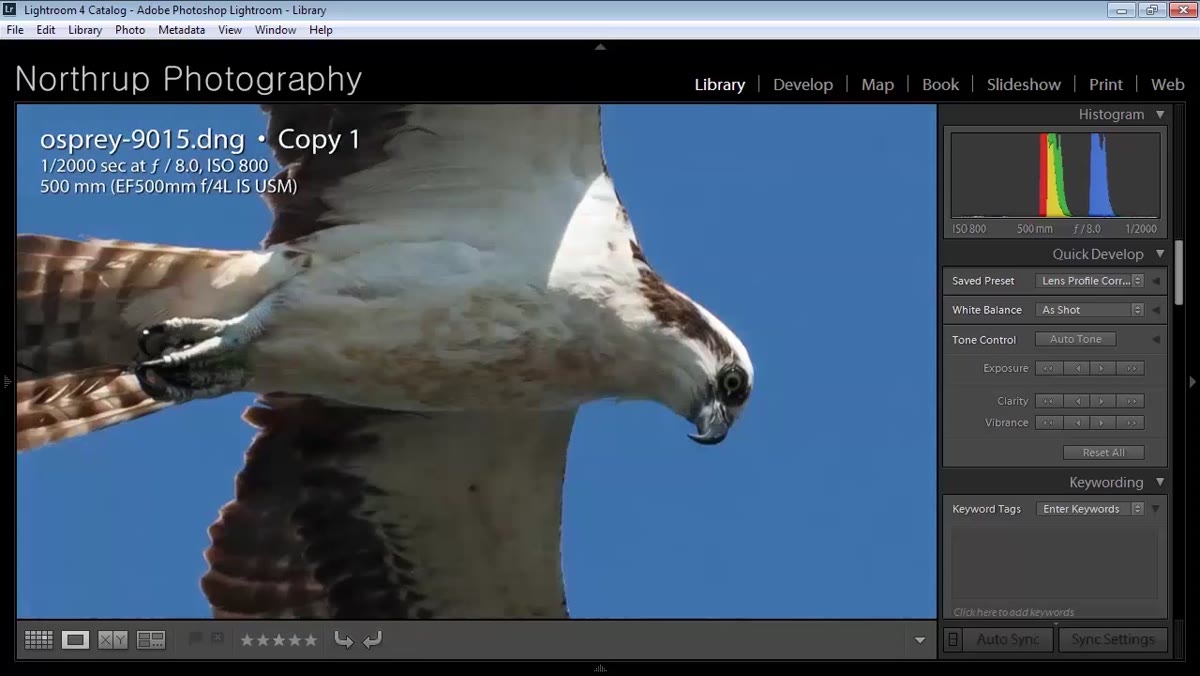 Two similar osprey flight shots shown side by side for comparison