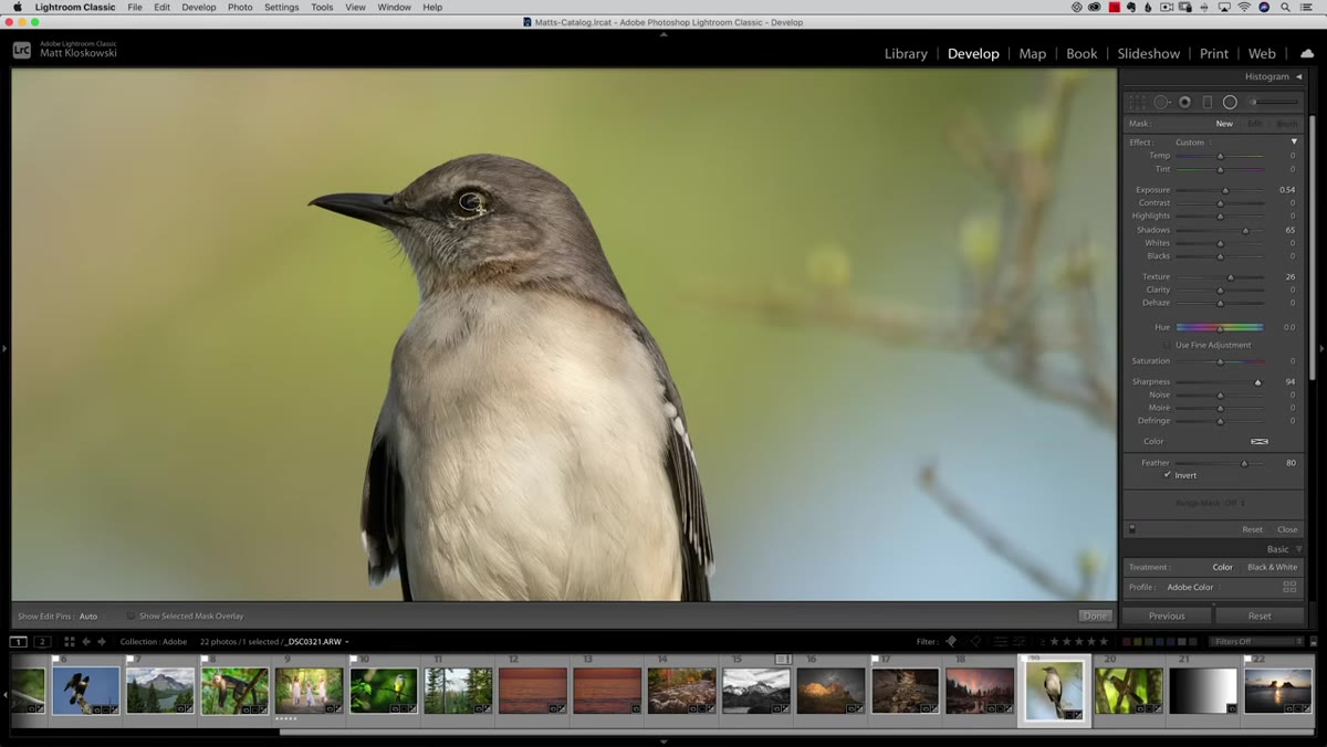 Radial Gradient being drawn over the bird&rsquo;s eye on screen