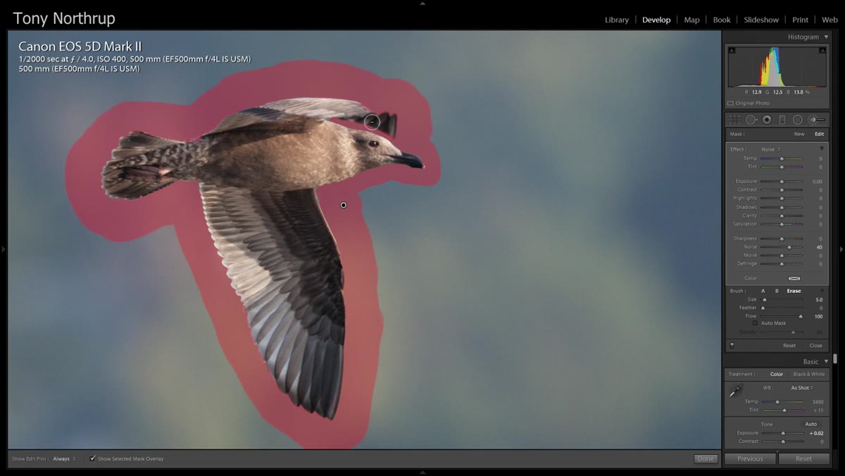 Bird subject unmasked, background red overlay showing selection boundary