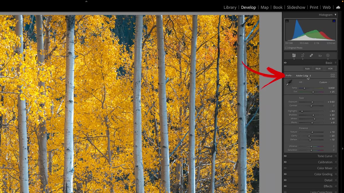 Profile browser grid view open in Lightroom&rsquo;s Basic panel