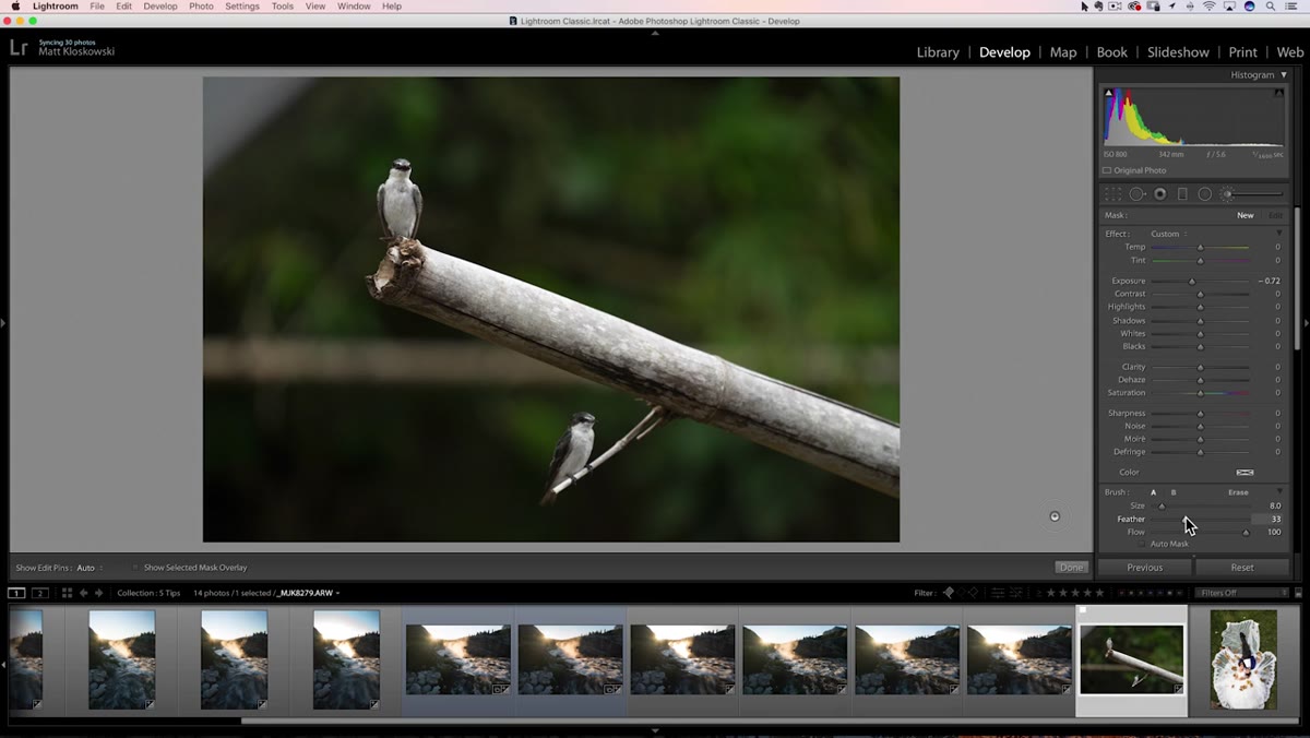 Adjustment brush sized to match a tree branch in the photo